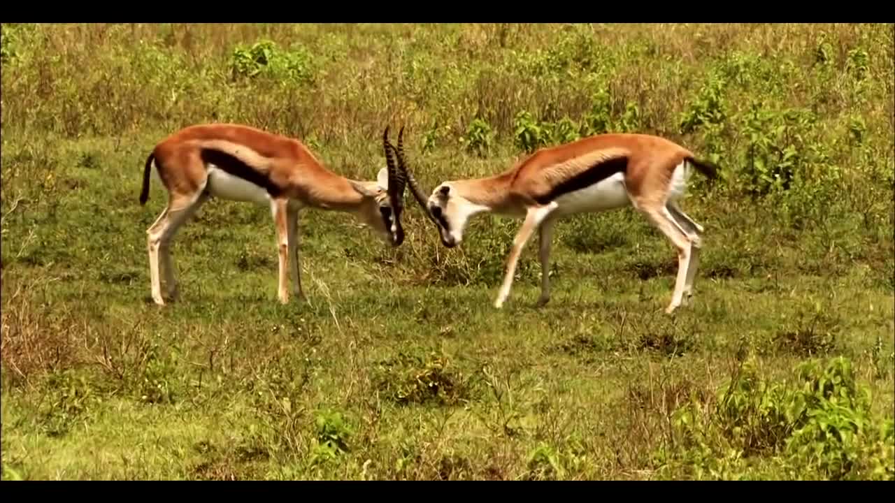 Beautiful World - Wild Animals (Petar Milinković - Ashes Of Stars) [Short Film]