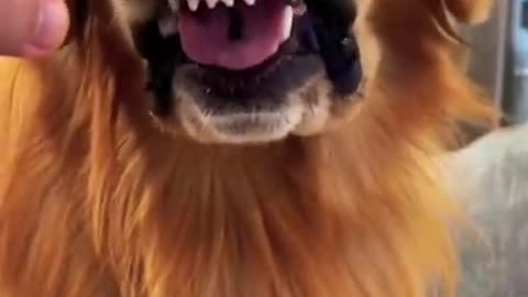 The golden retriever dental check!!!cute and brave