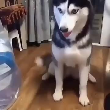 Husky dog ​​playing with its owner. Hand game in the evening at home. Fun too.