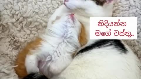 Cat mother and baby lovely moment