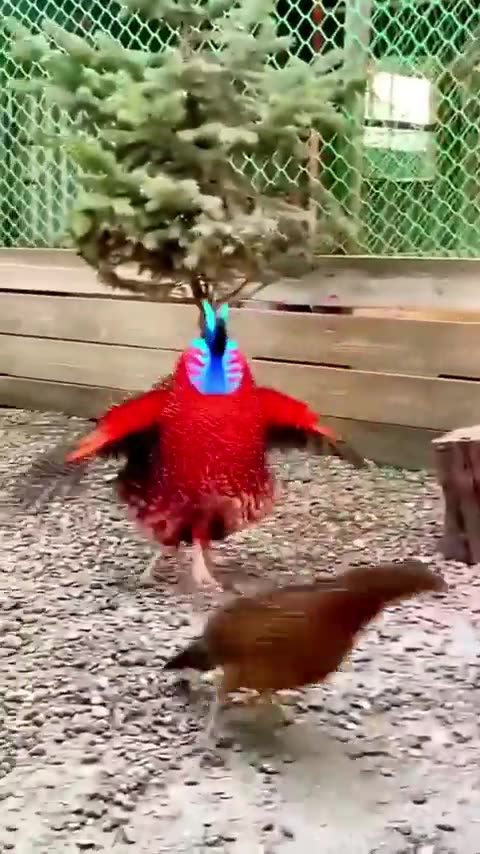 Tragopan bird trying to impress His female
