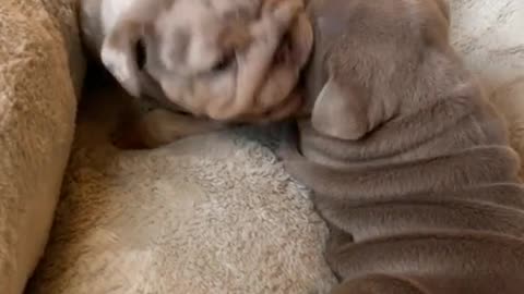 Dogs Lovely Videos