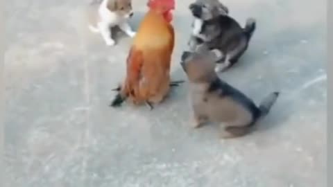 Cute puppy and chicken/playing