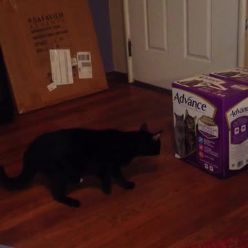 Gato confunde imágenes de gatitos con gatos verdaderos