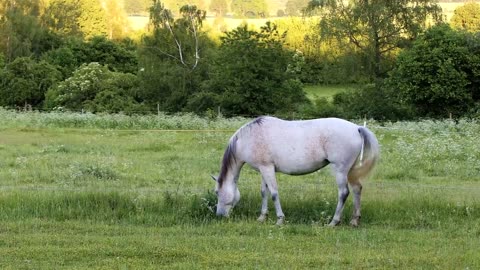 Animals 4k World Wide View