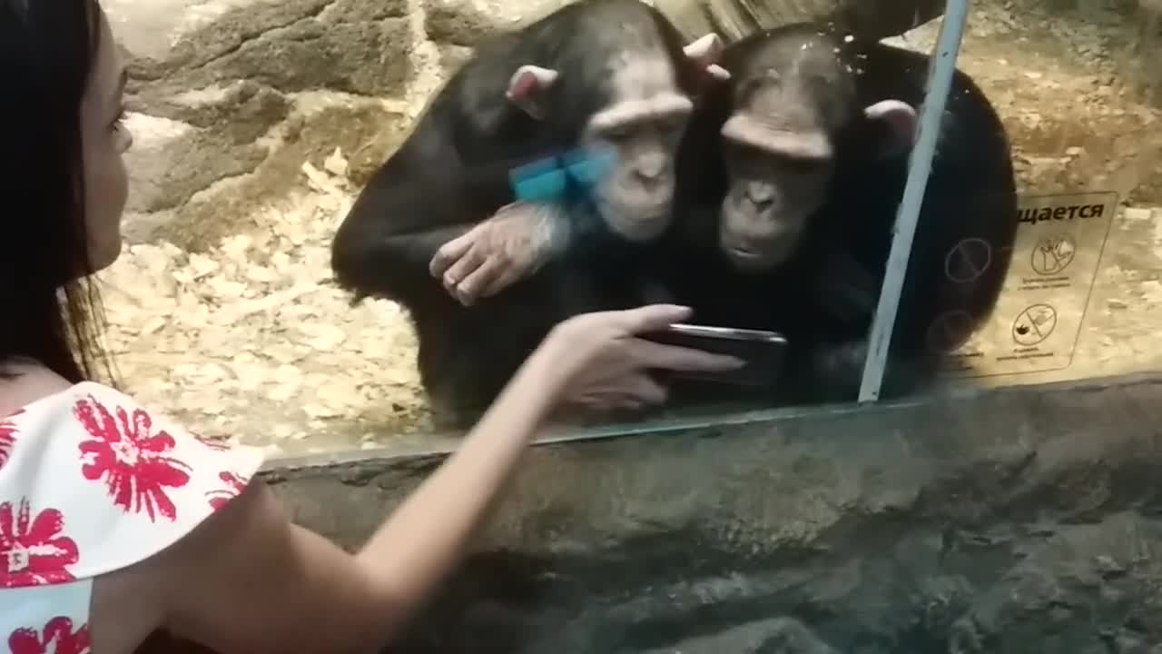 Smart CHIMPANZEES watch videos. So FUNNY, touching. And so similar to us😊 MONKEYS AND PHONE