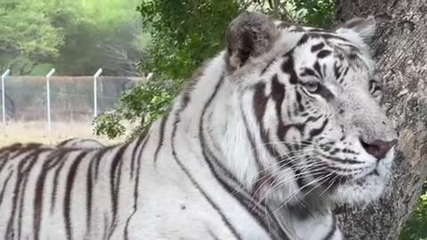 White Tiger