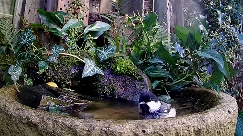 Beautiful Bird Taking a Bath #shorts #viral #shortsvideo #video