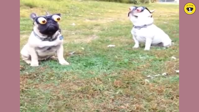 funniest animal | Funny dog and cat | Funny Animal Video 54