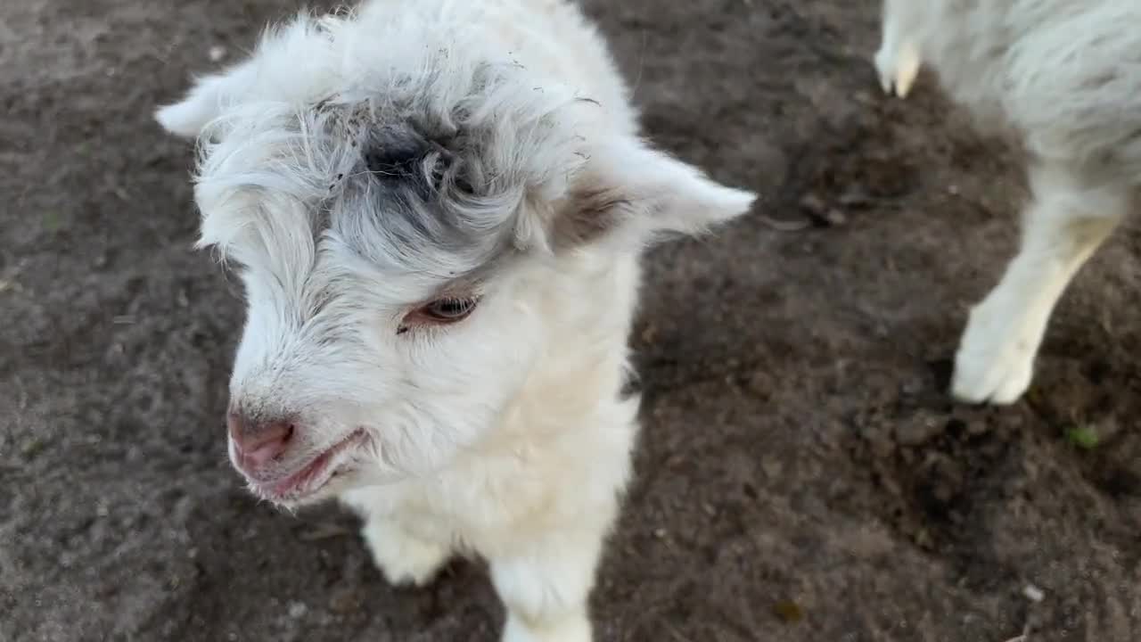 What it looked like when it was little