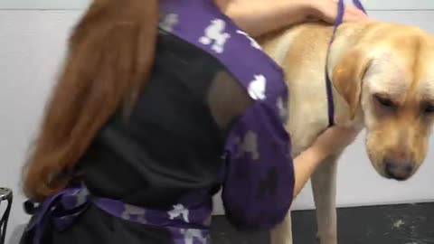 Adorable Labrador Retriever gets a skin soothing treatment