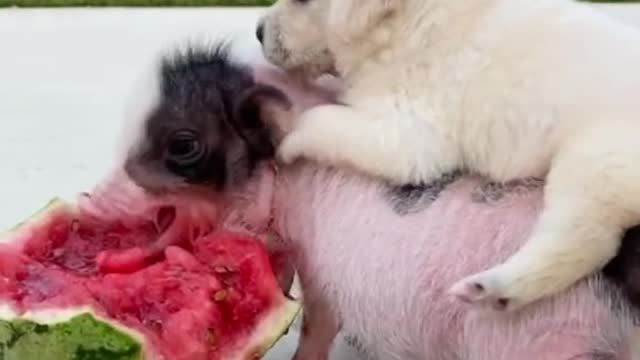 Wow😘Cute Dogs Eating watermelon🥩