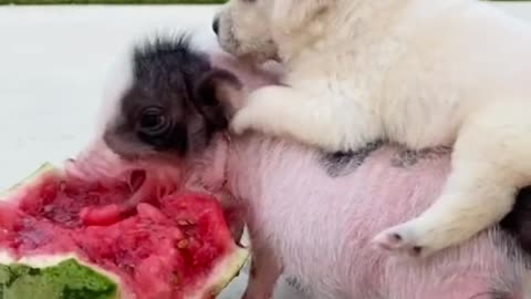 Wow😘Cute Dogs Eating watermelon🥩