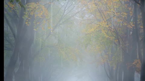 Ambient Forest Rainfall