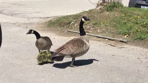 Canada goose vs hawk