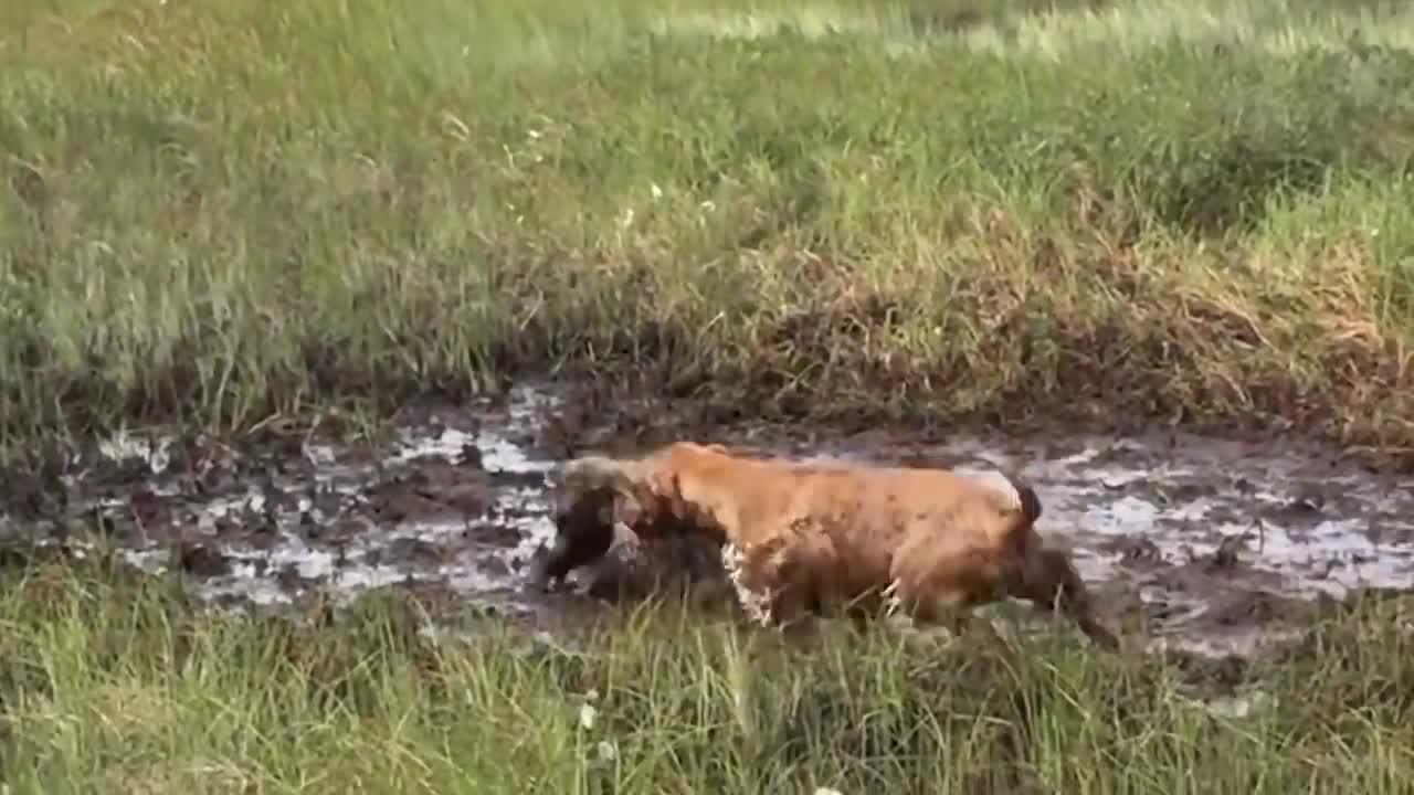 Porcupine Too Aggressive! Defeat Lion, Pitbull, Leopard - Most Amazing Moments Of Midnight Battles-4