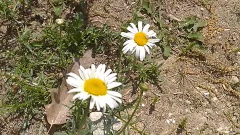 Daisies