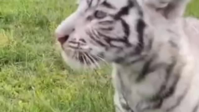 20k subscribers please#tigers transformation