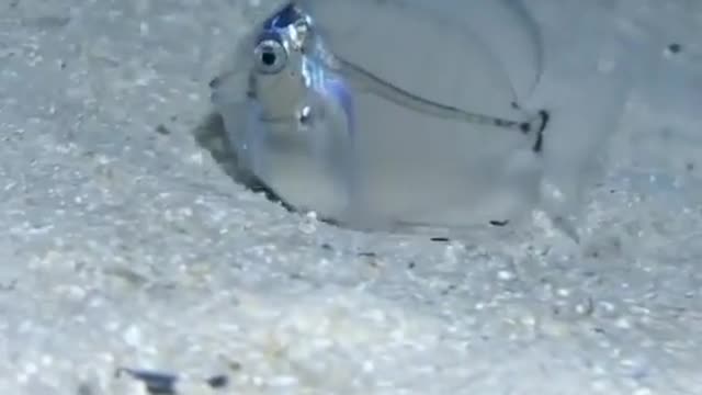 This is a beautiful and charming water-dwelling species