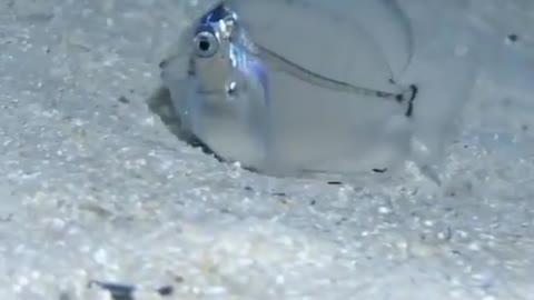 This is a beautiful and charming water-dwelling species