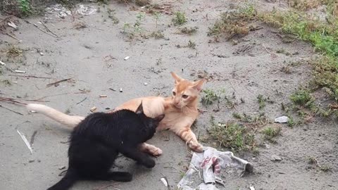 Cat fight