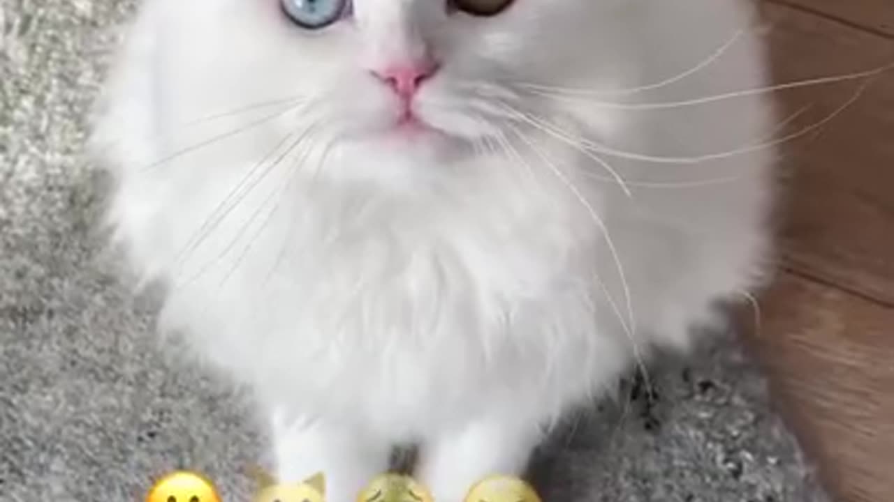 cute cats comedy