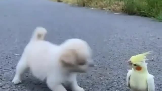 Puppy funny video