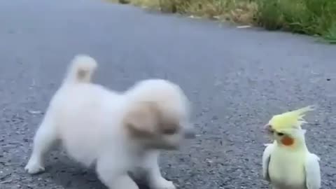 Puppy funny video