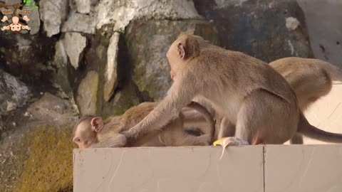 4K QUALITY ANIMAL VIDEO- MONKEYS BEAUTIFUL SCENES | VIRAL MONKEY