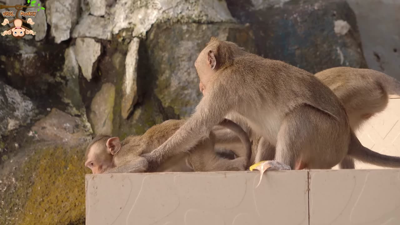 4K QUALITY ANIMAL VIDEO- MONKEYS BEAUTIFUL SCENES | VIRAL MONKEY