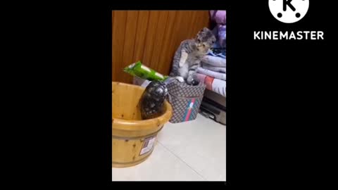 Animals funny moment