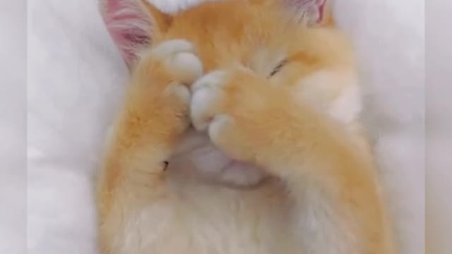 Observe the funny side of pets to make you laugh and enjoy the good mood