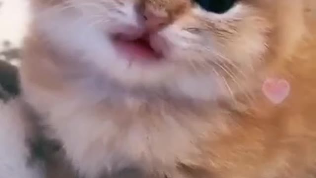 Cute baby cat video || cute cat in the world || cats funny video || cat video