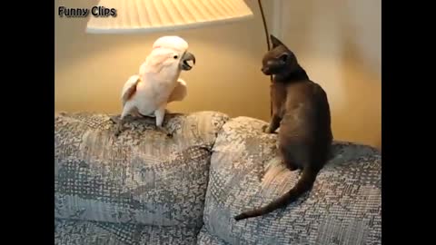 Funny video cat and parrot