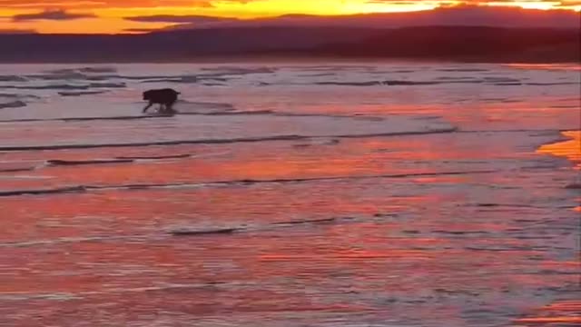 Beautiful sunrise and happy dog, morning motivation🙌🏻❤❤