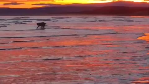 Beautiful sunrise and happy dog, morning motivation🙌🏻❤❤