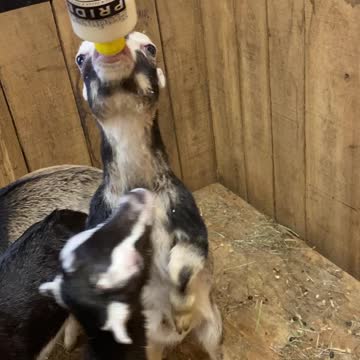 Dancing GOAT Babies 04.2022