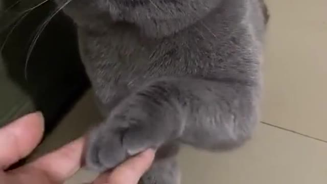 Big round face
