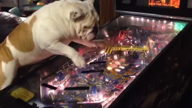 Pinball-loving bulldog keeps himself entertained