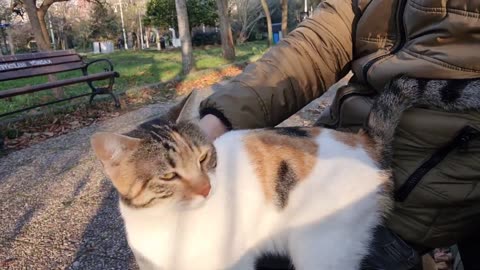 Cute homeless cat climbs on my lap and hugs me