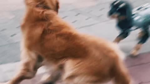Robot Puppy - Movement with Touch Control (Sound & Light)
