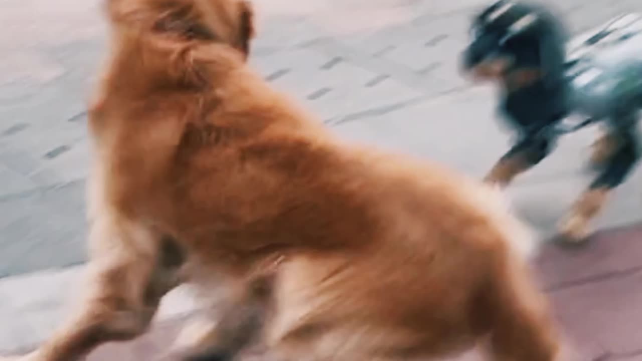 Robot Puppy - Movement with Touch Control (Sound & Light)
