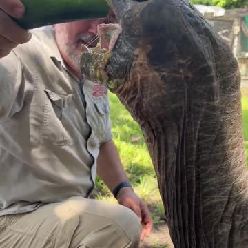 106 Year Old Galapagos Tortoise! 🐢 😱