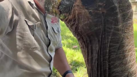 106 Year Old Galapagos Tortoise! 🐢 😱