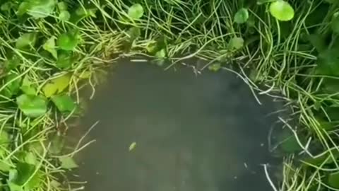 This is a beautiful and charming water-dwelling species