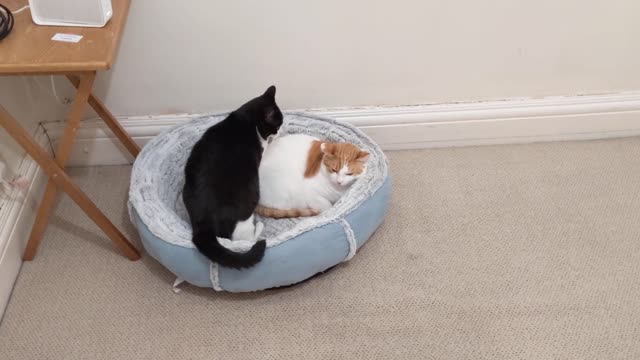 Cat Kisses Then Bites Other Cat