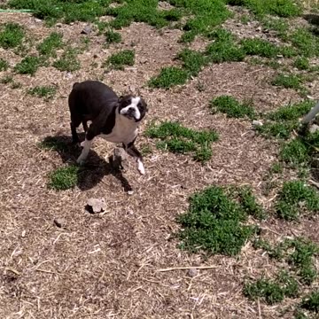 Dams and studs: Penny Lane