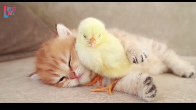 So Cute 😍 3d Cat and Hen Baby