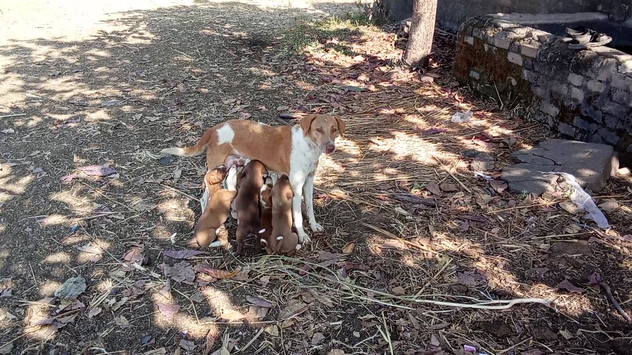 The Love of a Dog: A Mother's Selfless Service