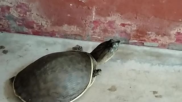 Turttle at home।।।